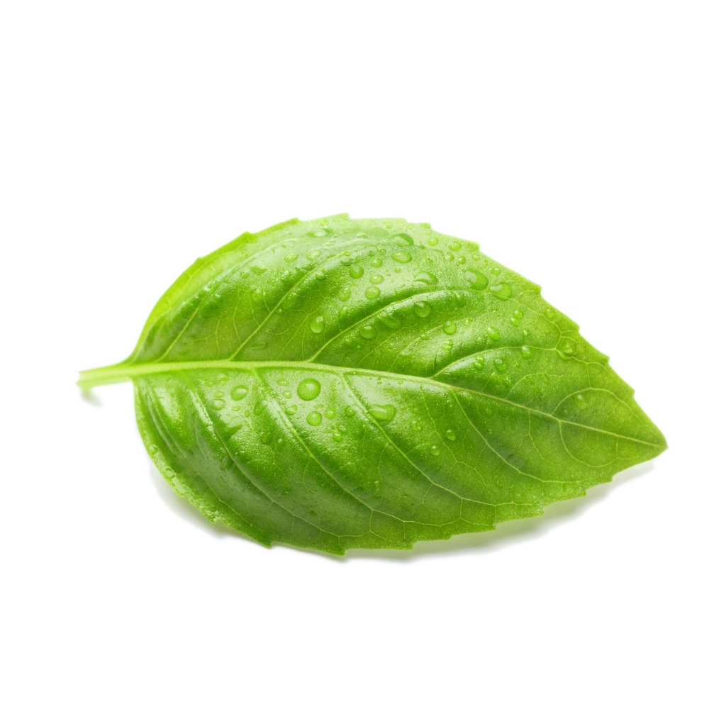 義大利麵醬世界